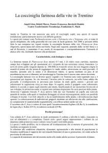Planococcus ficus (Signoret): prime esperienze