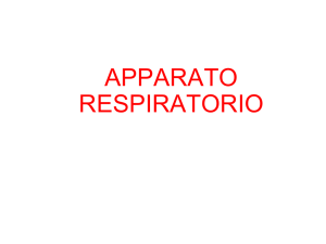 apparato respiratorio