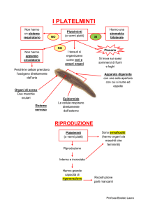 I Platelminti e gli Anellidi
