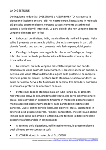 anatomia e fisiologia: riassunto sull`apparato digerente