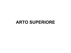 arto superiore