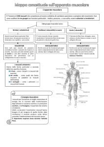 Apparato Muscolare: Mappa Concettuale per Studenti
