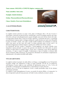 SOGLIOLA COMUNE - Animali e Animali