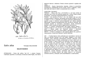 Salix alba