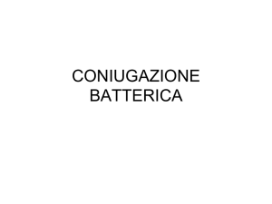 CONIUGAZIONE BATTERICA