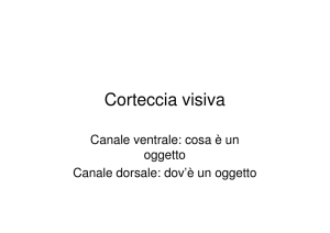 Corteccia visiva - unisalento – scienze della formazione
