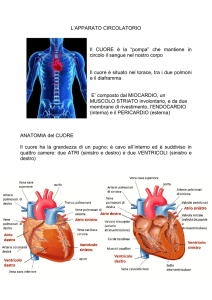 Apparato circolatorio