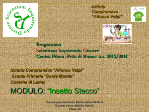 L`insetto Stecco