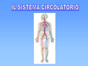 L`apparato circolatorio