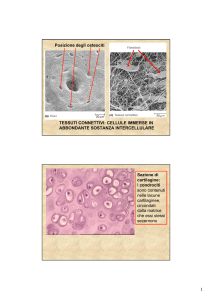 TESSUTI CONNETTIVI: CELLULE IMMERSE IN ABBONDANTE