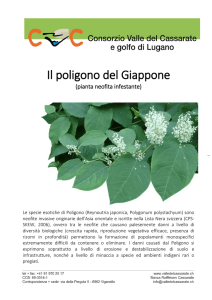 Il poligono del Giappone - Consorzio Valle del Cassarate e golfo di