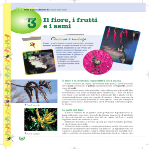 Il fiore, i frutti ei semi