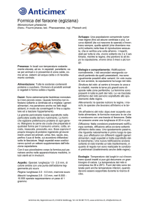 Formica del faraone (egiziana)