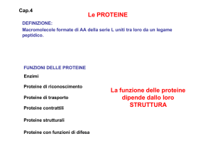 Le PROTEINE La funzione delle proteine dipende dallo loro