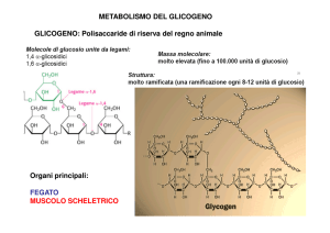 19. Glicogeno [modalità compatibilità]