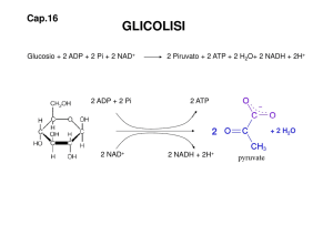 10. Glicolisi [modalità compatibilità]