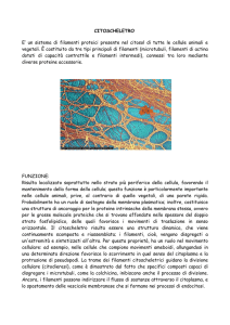 ( 3 ) organelli citoplasmatici