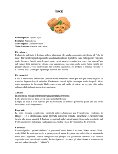 Genere specie: Juglans regia L. Famiglia: Juglandaceae Nome