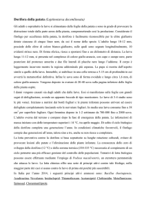 La Dorifora