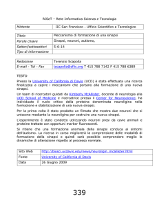 USA - Formazione sinapsi