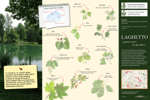 quattro passi tra gli alberi