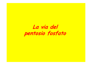 La via del pentosio fosfato
