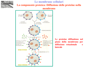 2. Diffusione, Flusso, Osmosi - e