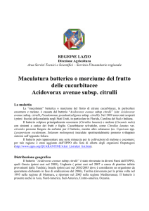 Maculatura batterica o marciume del frutto delle