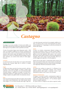 Castagno - Segna Legnami