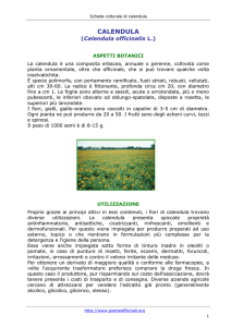 calendula - Pianteofficinali.org