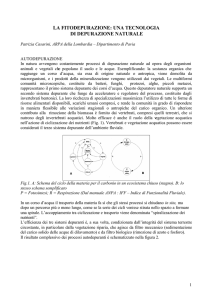 LA FITODEPURAZIONE: UNA TECNOLOGIA DI DEPURAZIONE