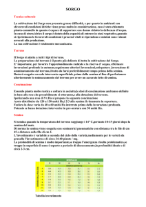 Sorgo - Deltapress