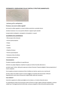 Esperimento OSSERVAZIONE CELLULE VEGETALI E STRUTTURE