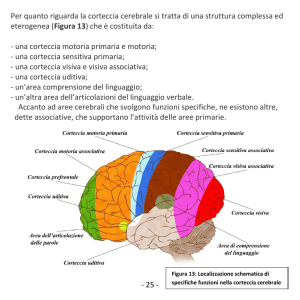 - 25 - Per quanto riguarda la corteccia cerebrale si tratta di una