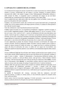 Apparato cardiocircolatorio