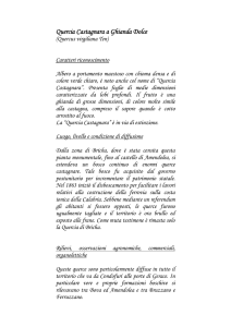 Quercia Castagnara a Ghianda Dolce