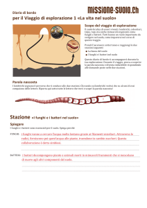 La vita nel suolo