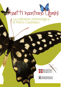 Insetti incontrano Uomini - Museo Regionale di Scienze Naturali