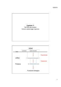 mRNA Proteina Funzione biologica DNA GENE
