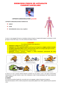 esercizio fisico ed apparato cardiovascolare