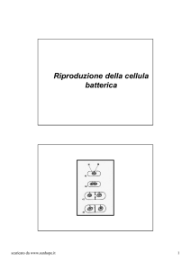 Riproduzione della cellula batterica