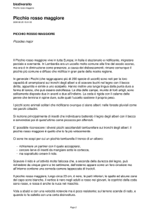 Picchio rosso maggiore