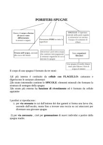 poriferi-spugne - Scuola del Molinatto