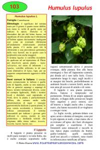 Humulus lupulus - Piante spontanee in cucina