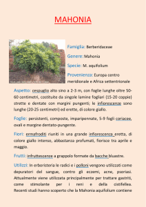 mahonia - G. Mendel