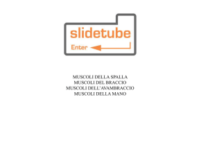 muscoli della spalla muscoli del braccio muscoli dell`avambraccio