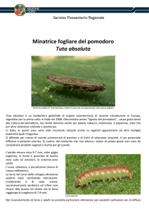 Tuta absoluta