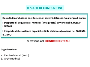 Tessuti di conduzione File