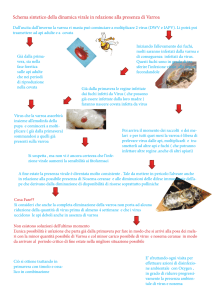 Schema sintetico della dinamica virale in