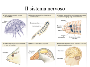 Il sistema nervoso
